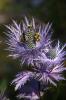Trois abeilles pour un chardon (Pralognan-la-Vanoise)