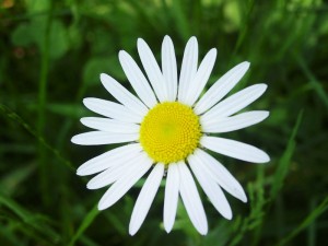 Marguerite