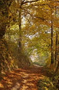 Chemin d'automne