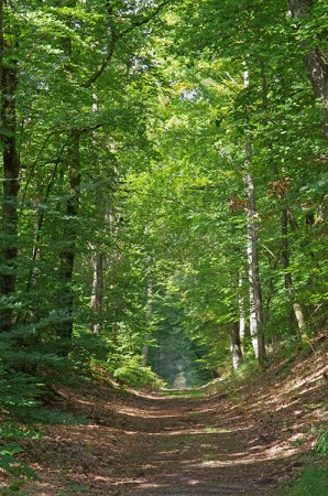 Chemin en forêt de Fontainebleau